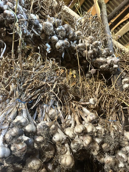 Usturoi românesc de grădină – natural, fără tratamente