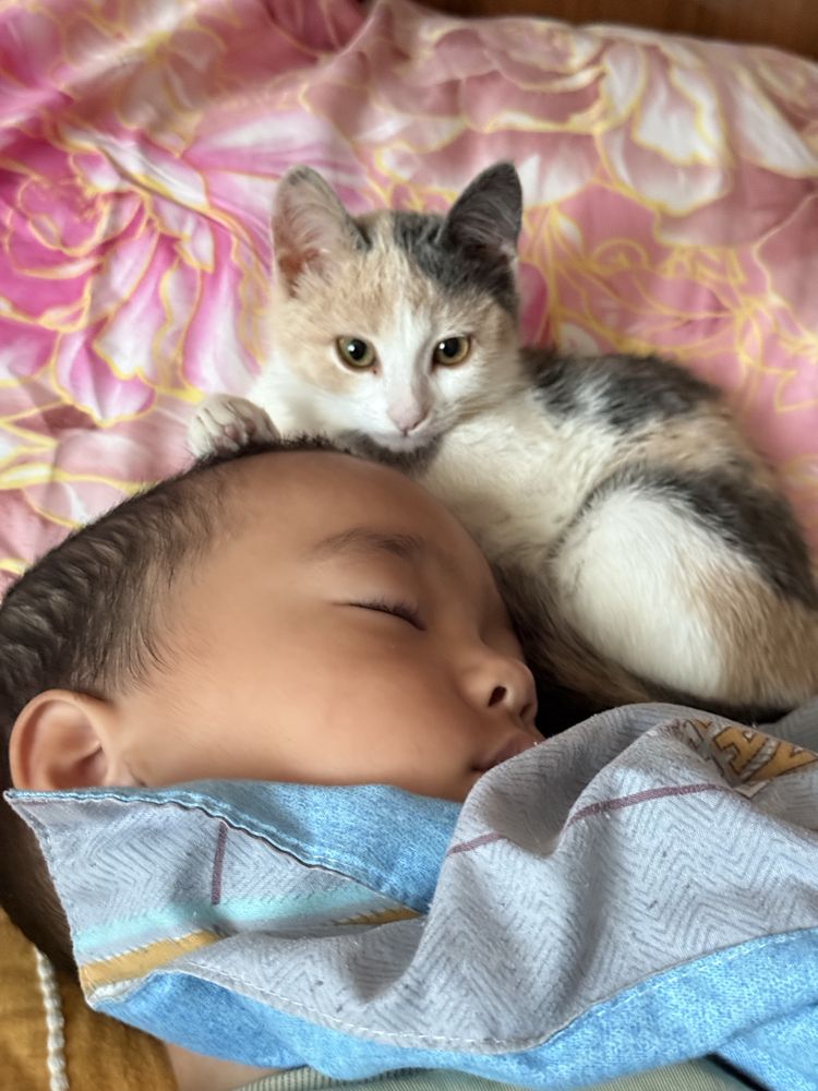 Отдам котенка в добрые руки