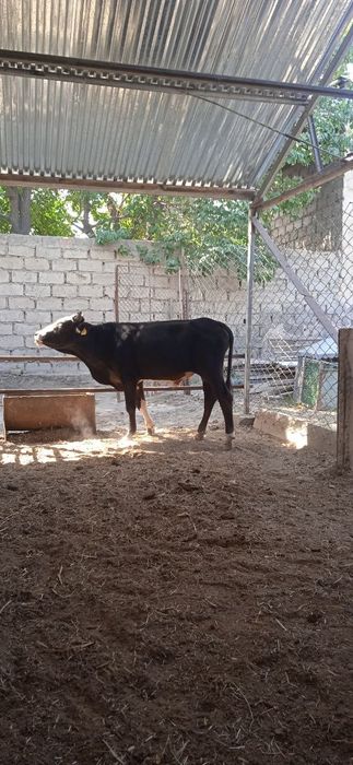 Buqa sotiladi soģlom