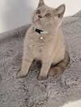 Baietel british shorthair