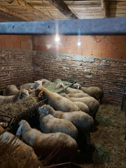 Продавам овце дзвиски