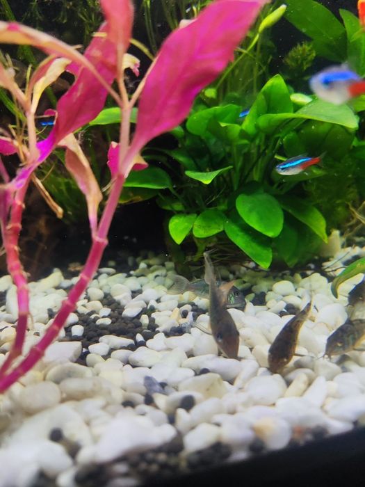 Изумрудный брохис, по другому корридорос или зелёный сомик