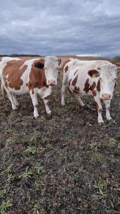 Vaci baltate cu lapte