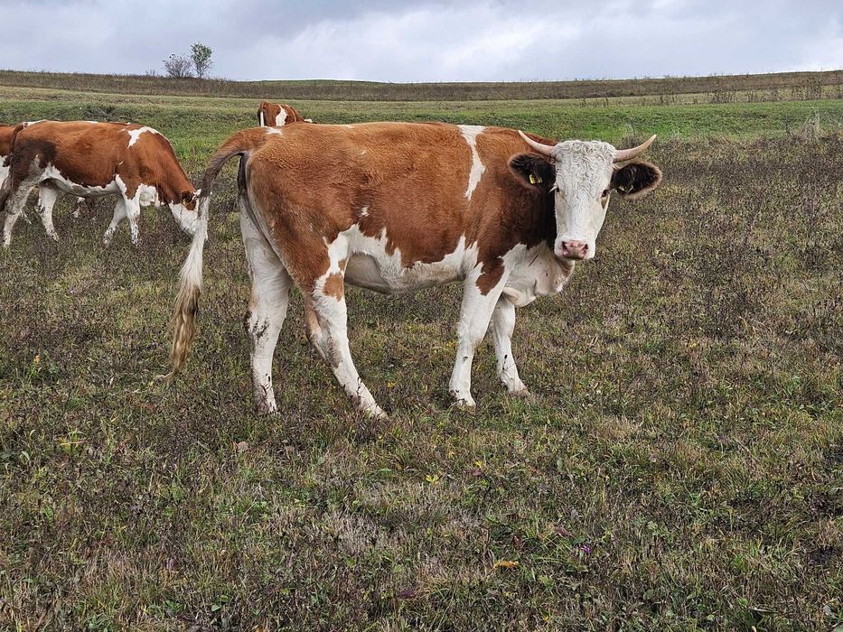 De vanzare 4 juninci 2.5 ani