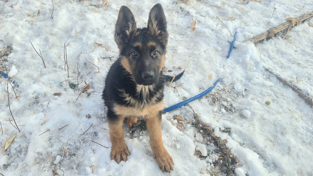 Продам щенка немецкой овчарки