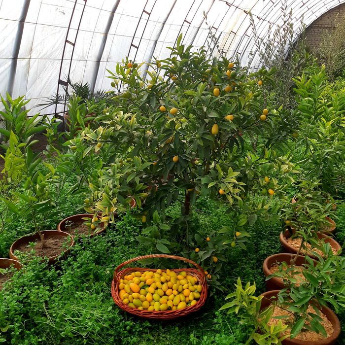 Кумкват кучатлари сотилади