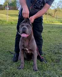 Fetița Cane Corso cu Pedigree