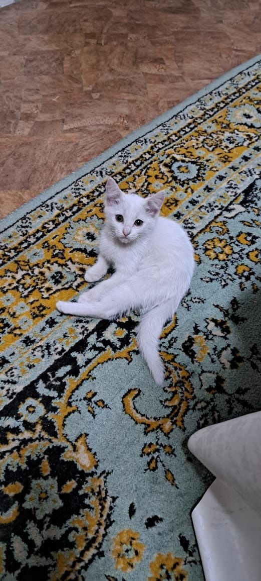 Отдам девочку котенка