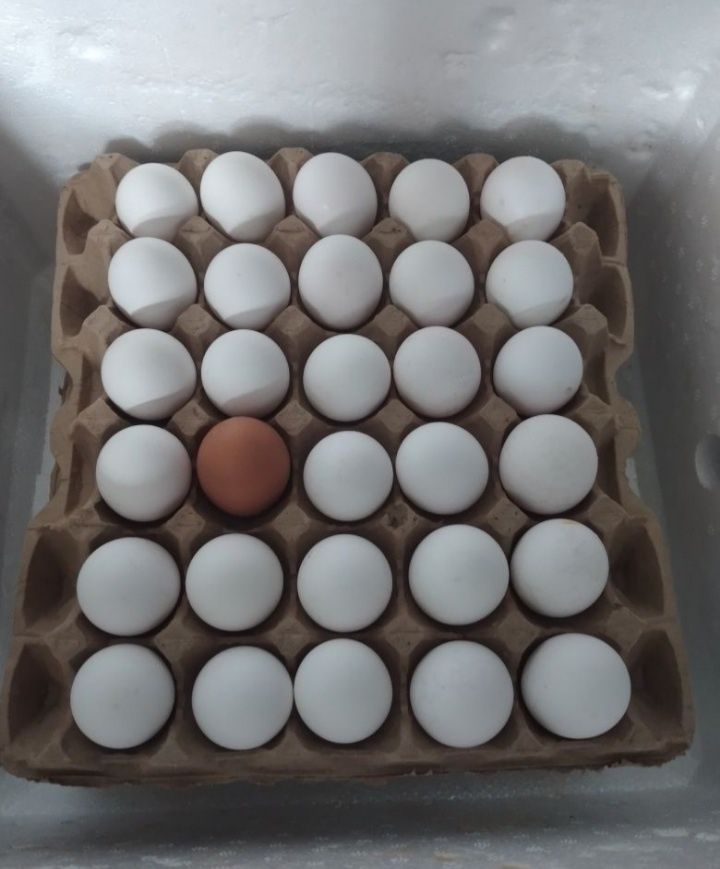 Продам яйцо домашних курей