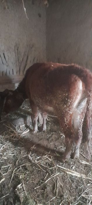 Ғунажин сотилади 13 млн