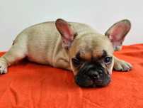 Femela Bulldog francez