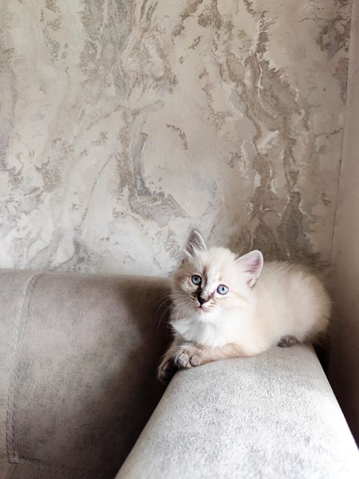 Котята мальчики тайская кошка