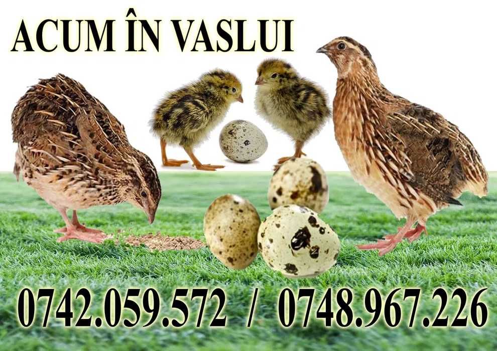 Vand oua de prepelita