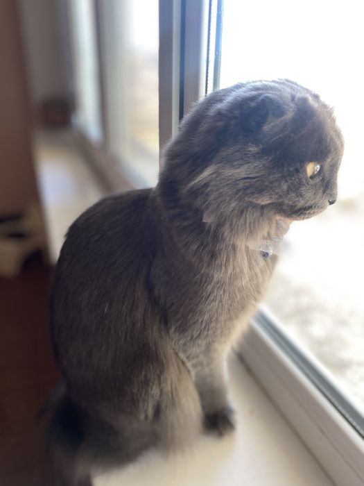 Зотдор мушук киз бола кул рангда жуда аккили гапга кулок солади 1 йош