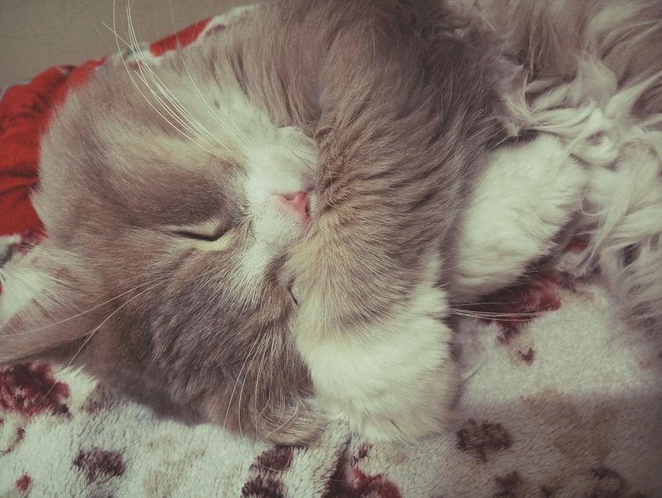 Отдам в хорошие руки