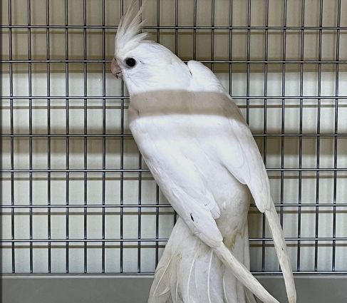 Карелла пара сотилади