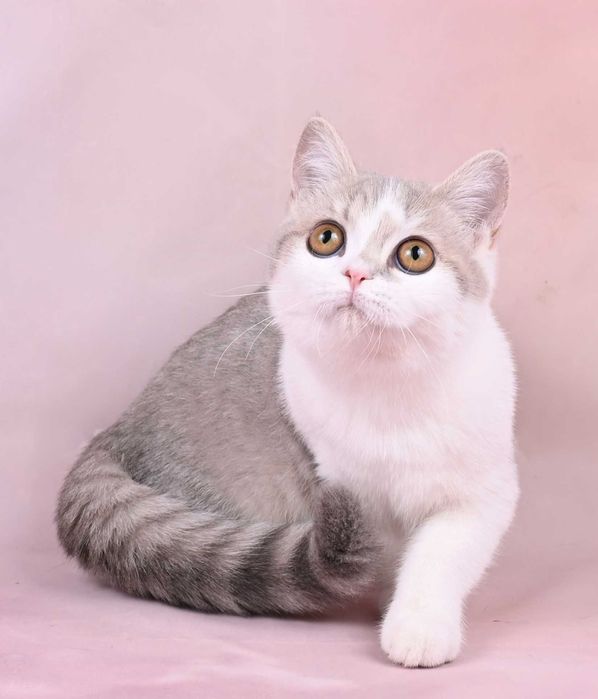 Pisicuta British  Shorthair culoarea bicolour cu pedigree
