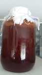 Ciuperca kombucha- skoby -Salonta