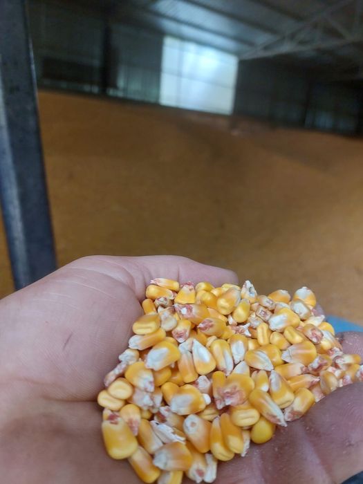 Porumb și grâu 2025