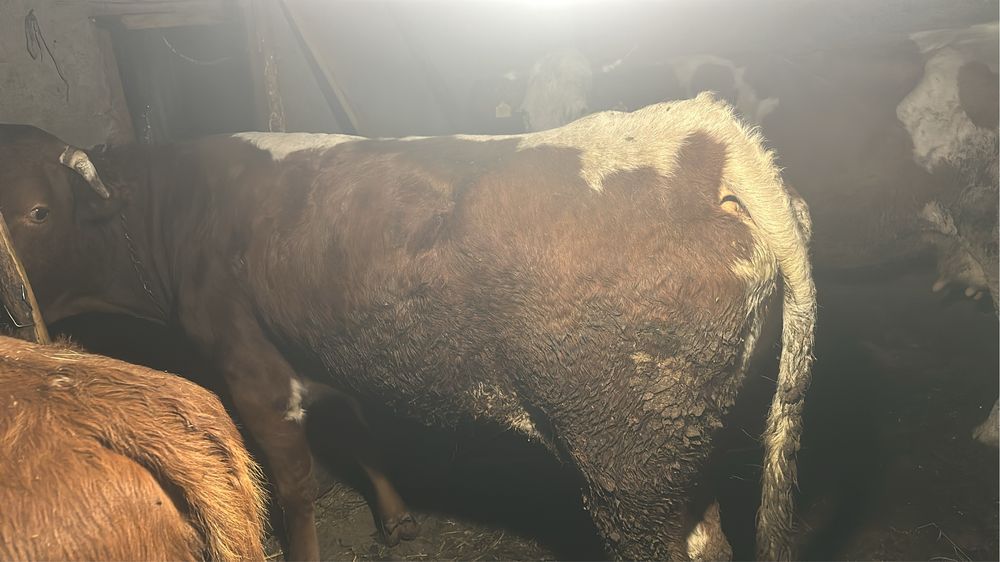 Vand vaca de taiat sau tinut