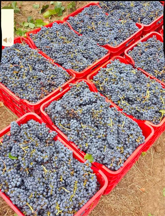 Vand struguri de vin