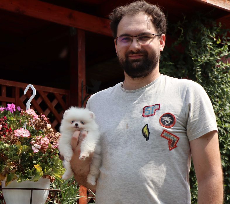 Pomeranian alb cu pedigree FCI