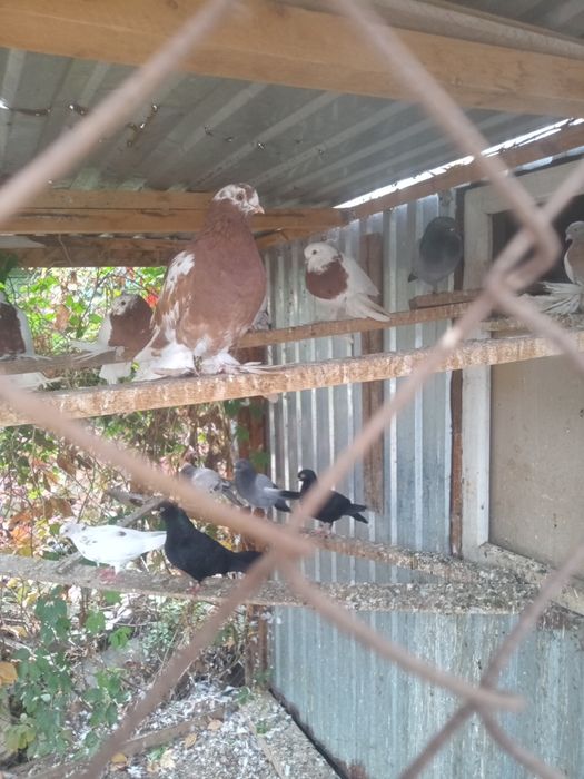 Продам голубей капкан,тасман