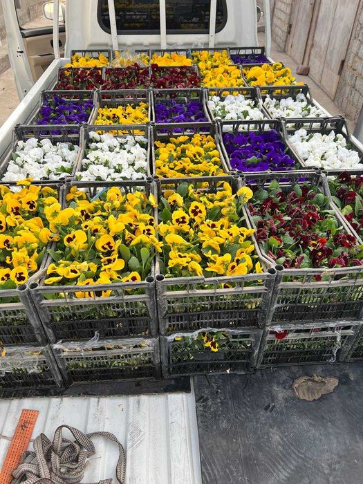 Viola / Виола / Капалак гул / Прямо из теплиц