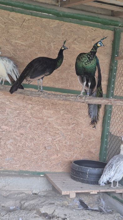 Se vinde familile de păuni ,mascul Muticus Imperator cu femele UN 4200