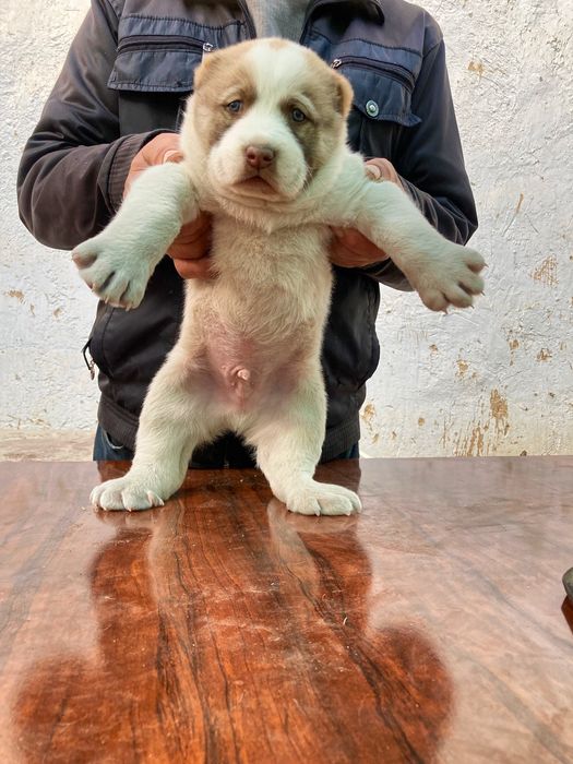 Щенок Туркменского Алабая ( Чистокровный )