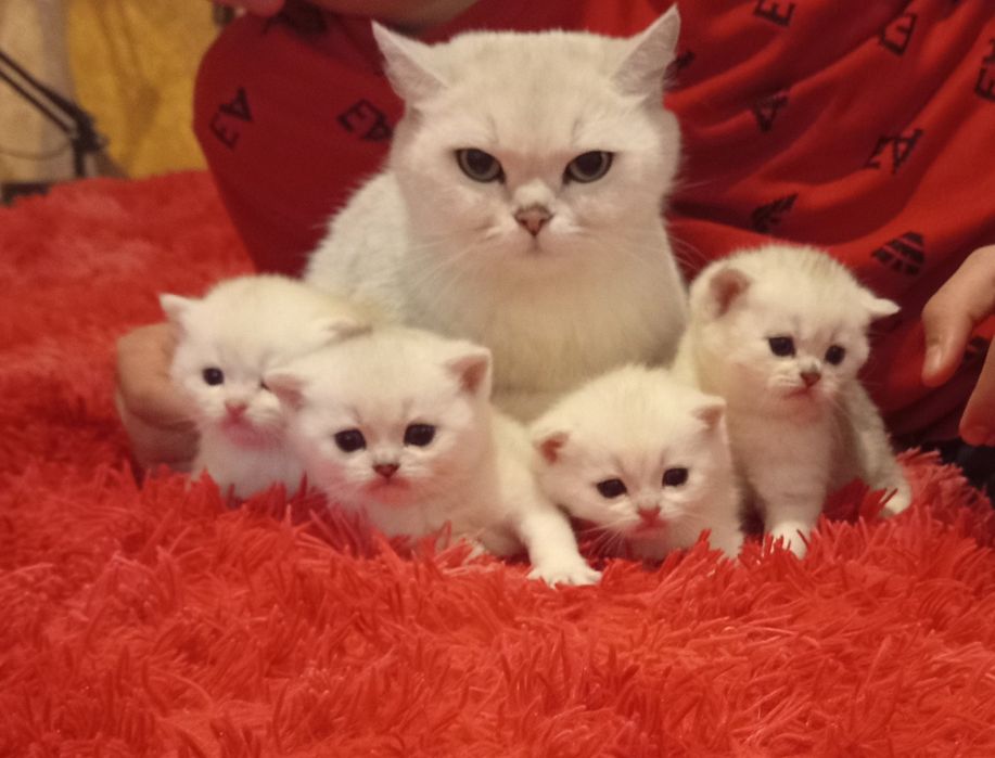 Продаются котята породы серебристые шиншилла