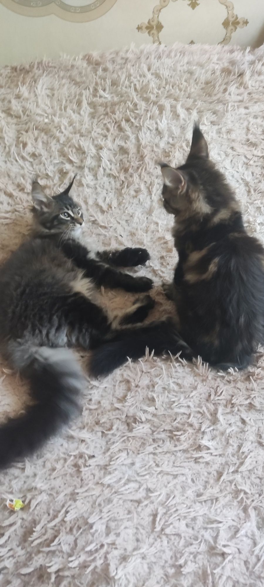 Котенок Мейн кун девочка