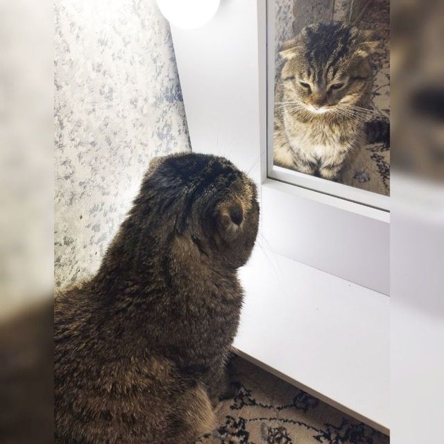 Scottish fold zotli mushil sotilladi