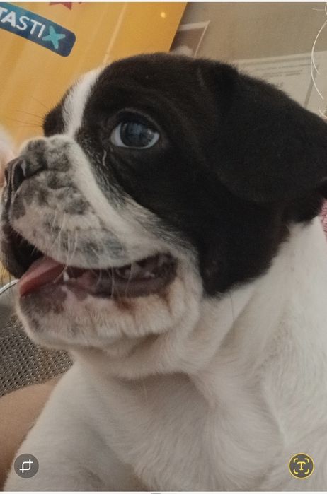 Bulldog francez mascul