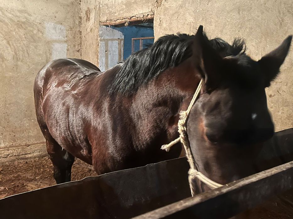 Лошадь Жуас 2 жасаррр