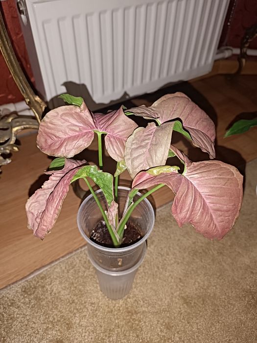 Сингониум, сциндапсус, Фил маск