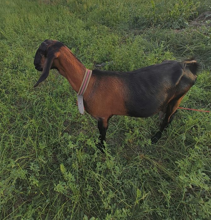 Capra anglonubiana