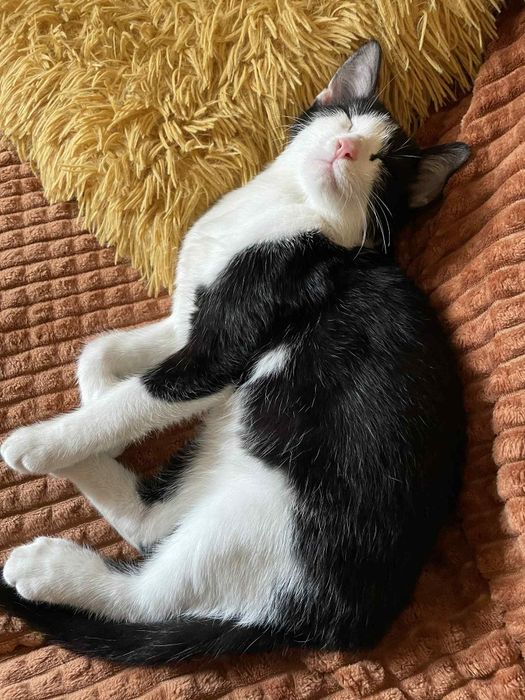 Ofer spre adoptie motan 5 luni