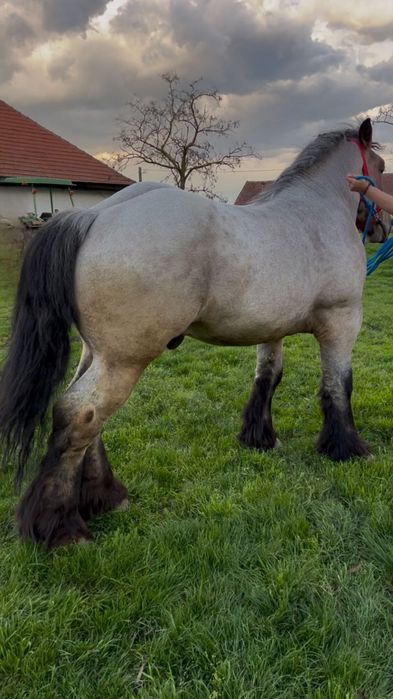 Mânz ardenez special,2 ani!