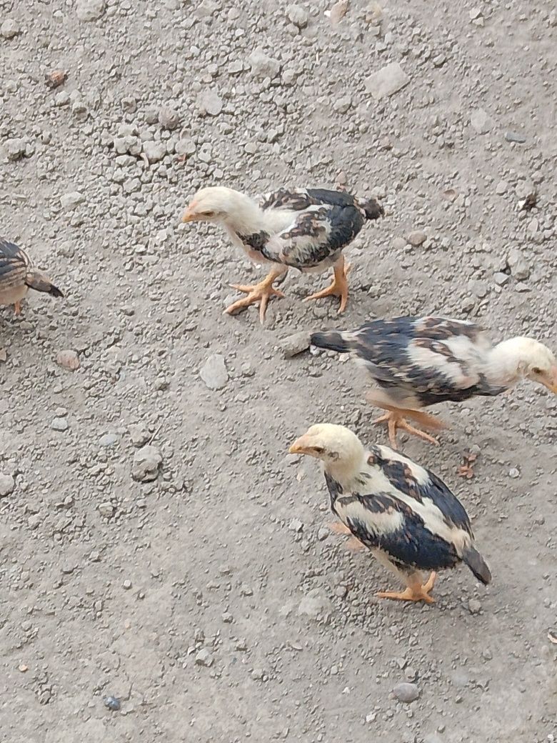 Kulangi sotiladi.donasi 100 mingdan.