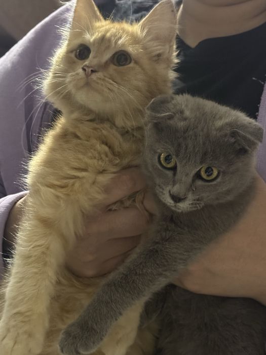Кошки, котята, кот,