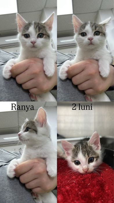 Pisoi disponibili pentru adopție