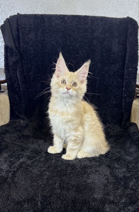 Мейн-кун котята продаётся