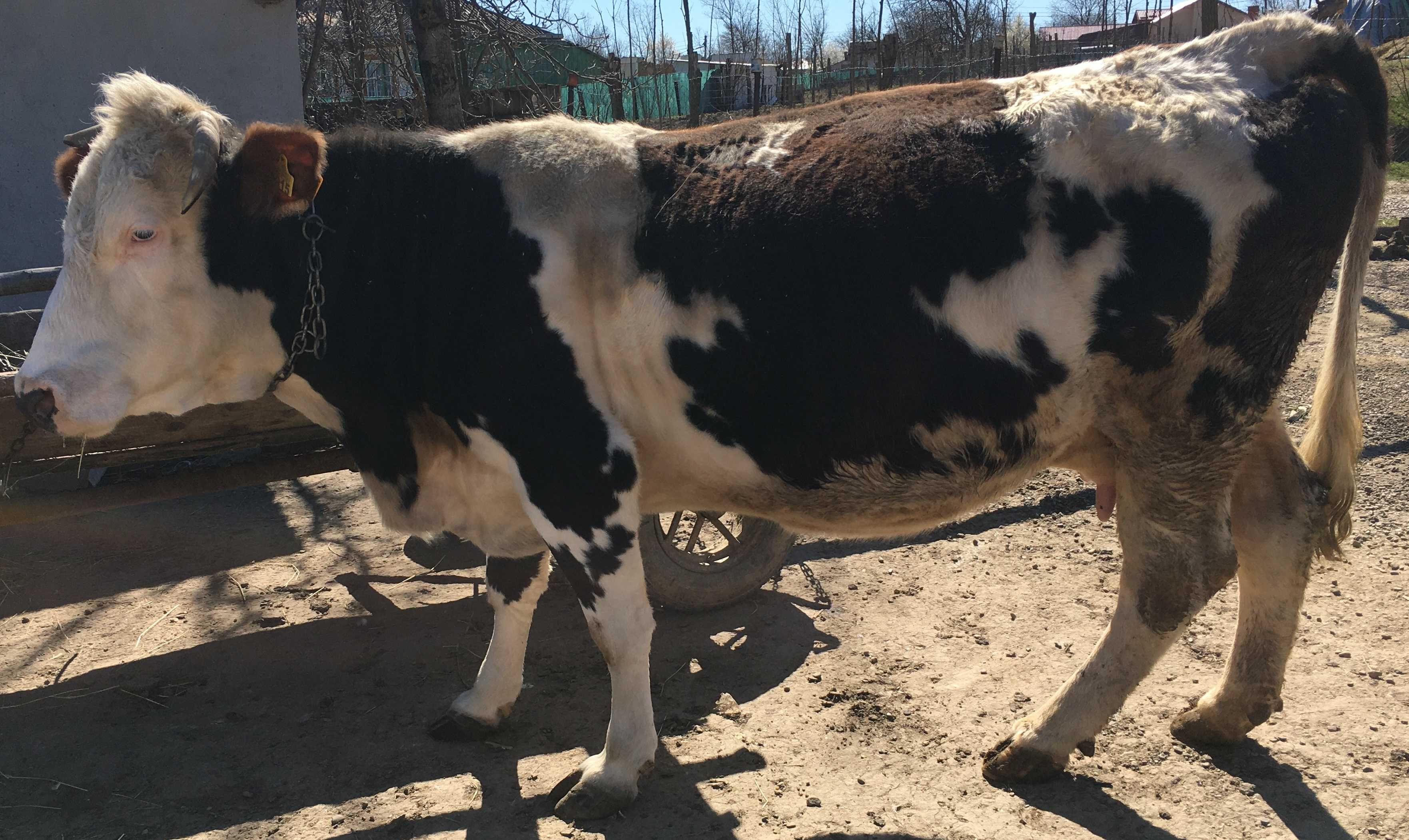 Vând vacă bălțată cu negru românească, gestantă  6 luni.