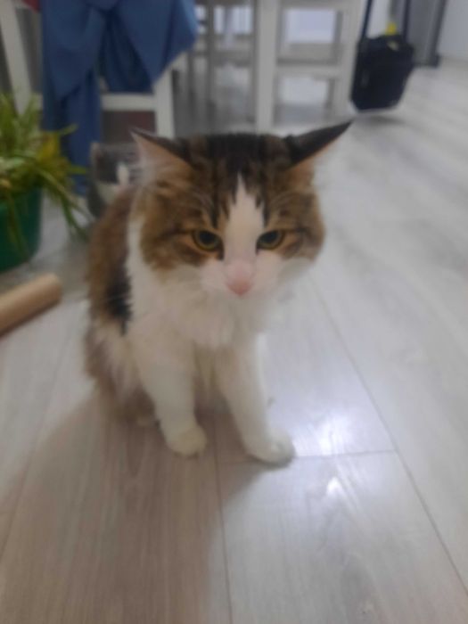 Отдам кота в добрые руки. у кого дом на земле