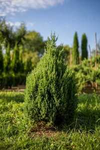 Plante Ornamentale de orice specie