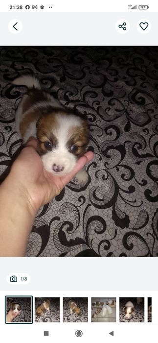 Donez. Pui de cîine