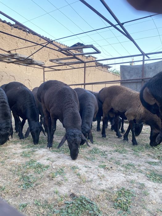 Хисори куйлар сотилади курбонликга