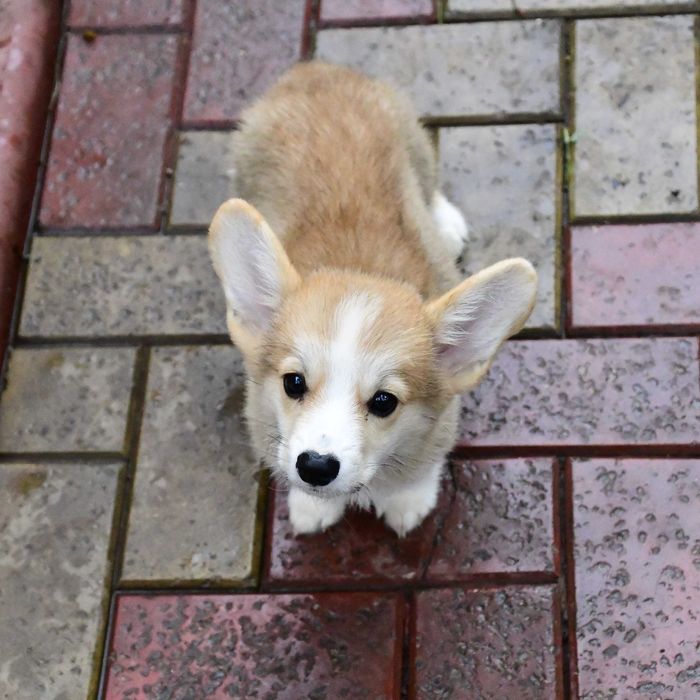 Cățeluș Corgi perfect. Vaccinat, deparazitat, pedigree, microcip