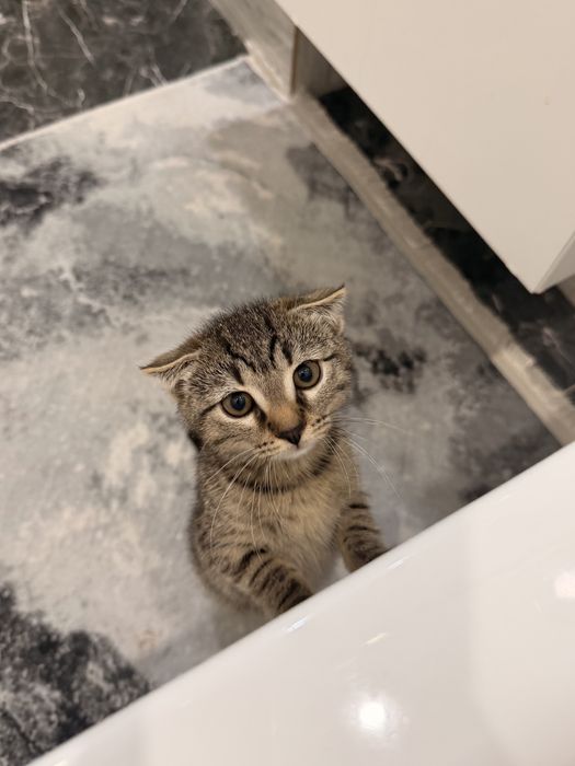 Котенок шотландская вислоухая